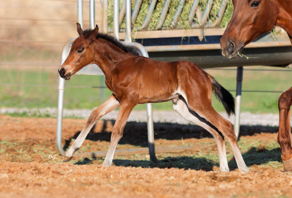 2026-bay-filly