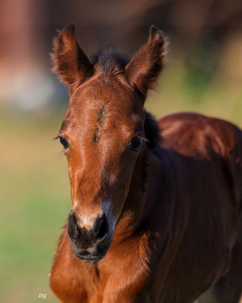 2026-bay-filly2