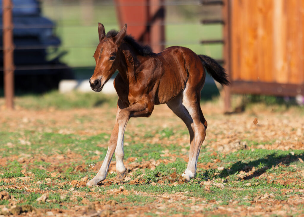 2026-bay-filly3