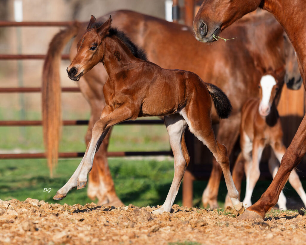 2026-bay-filly4