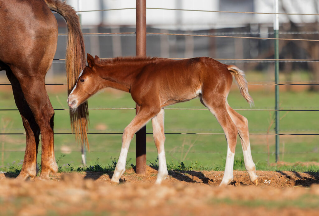 2026-sorrel-filly