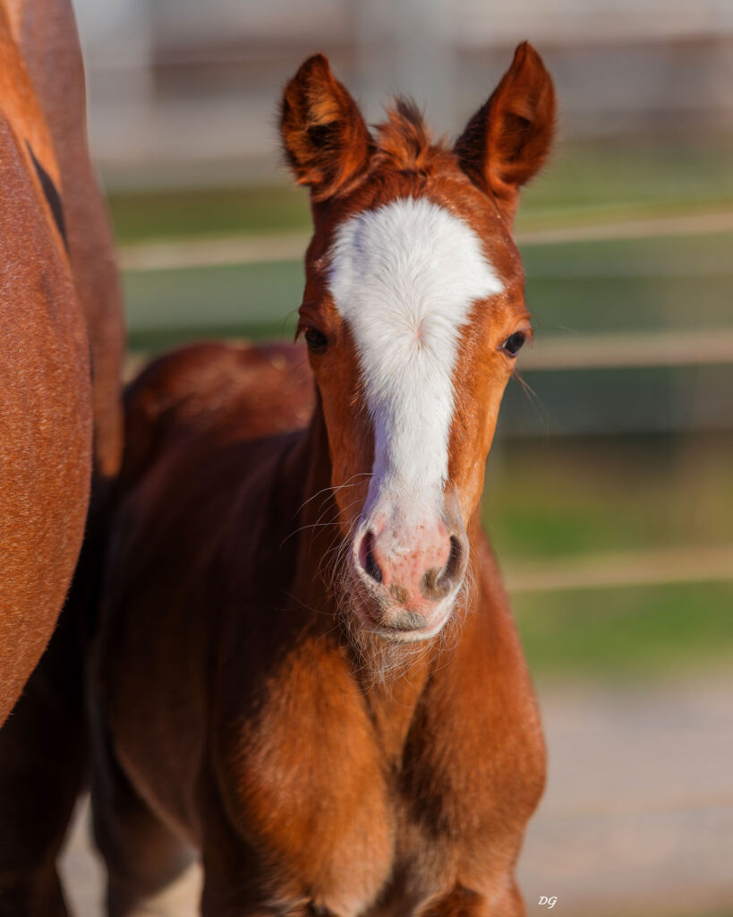 2026-sorrel-filly2