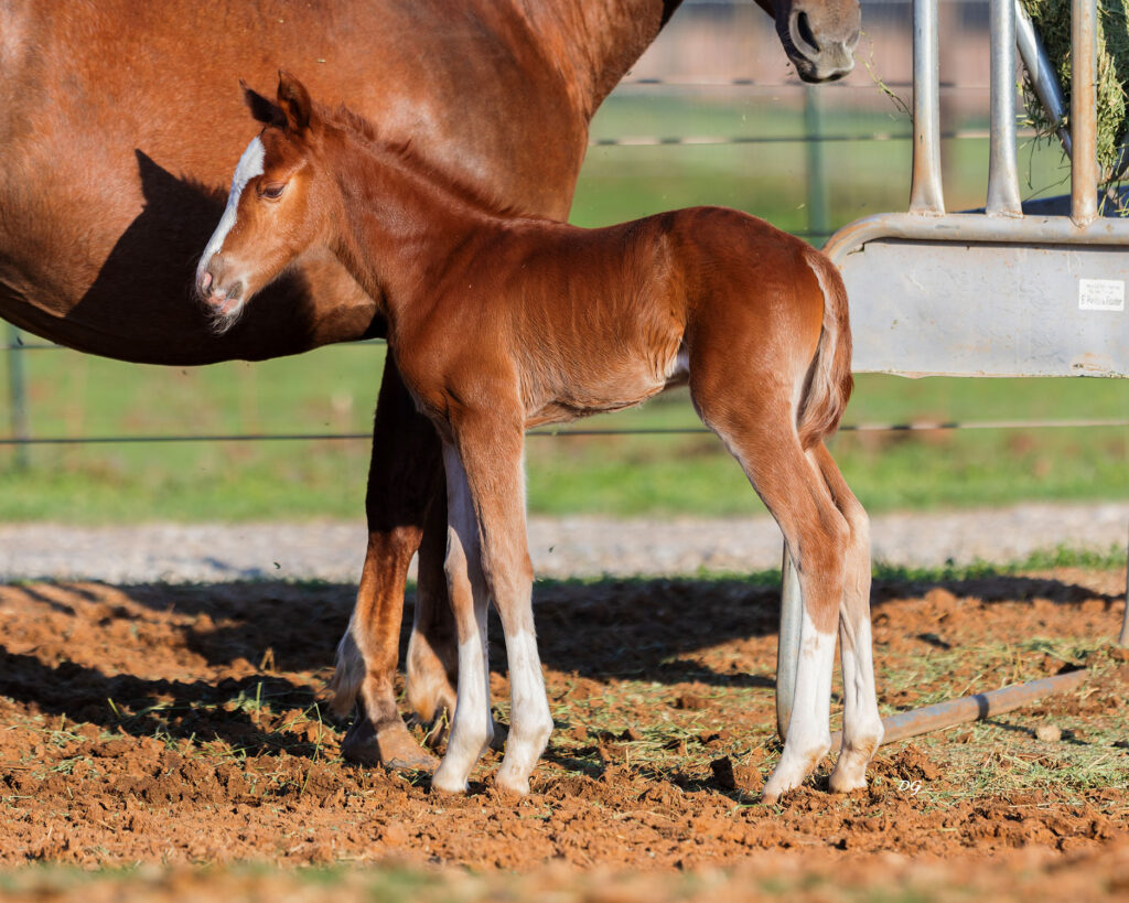 2026-sorrel-filly3