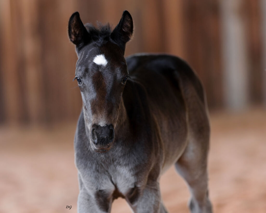 smoke-signalss